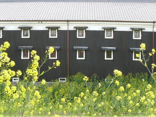 新高瀬川　松本酒造裏