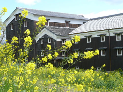 菜の花越しに見る酒蔵