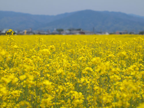 藤原宮跡の菜の花