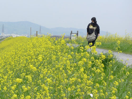 大阪府 高槻市 三島江の菜の花