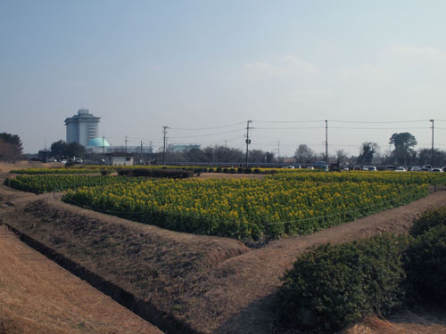 なぎさ公園　菜の花　遠景