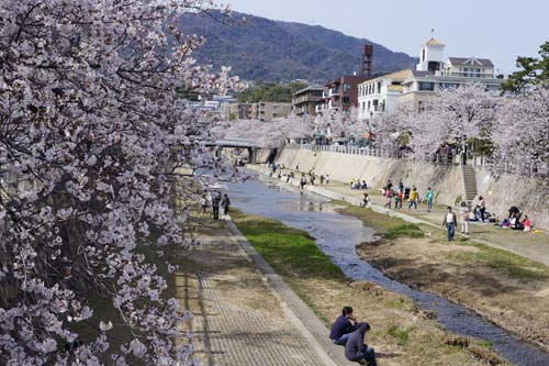 芦屋川の桜