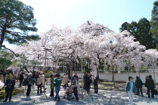 醍醐寺005