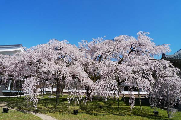 醍醐寺006