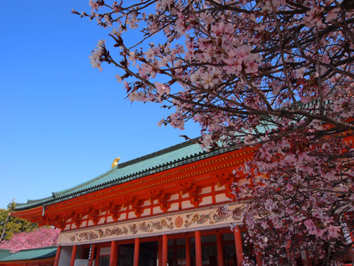 平安神宮　左近の桜