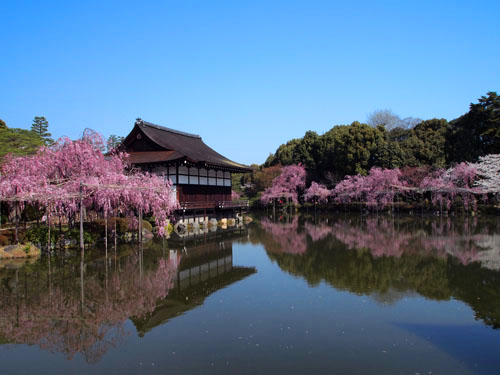 平安神宮の桜