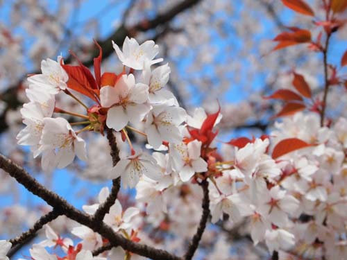 雪山桜