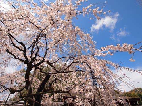 早咲きの魁