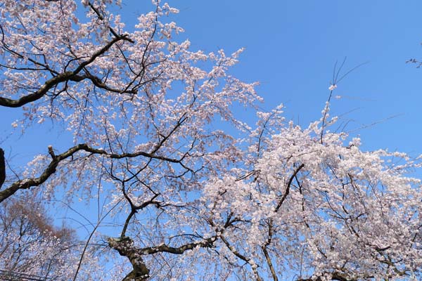 醍醐寺003