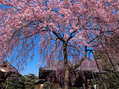 法金剛院