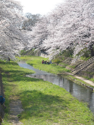 玉川堤　土手