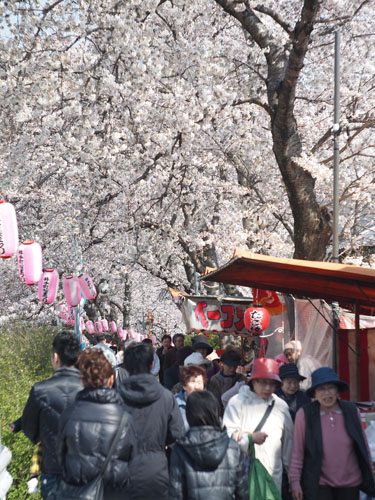 玉川堤　露天