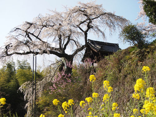 地蔵禅院