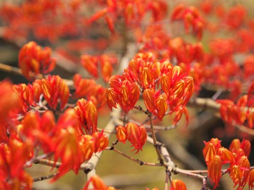 楓の新芽