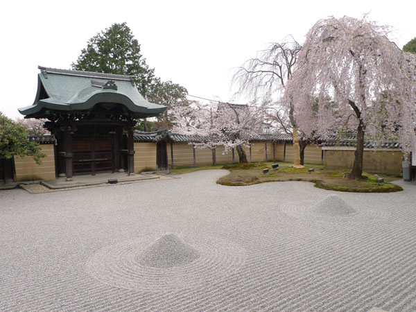 高台寺　枝垂桜