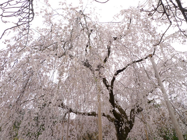 円山公園 枝垂れ桜