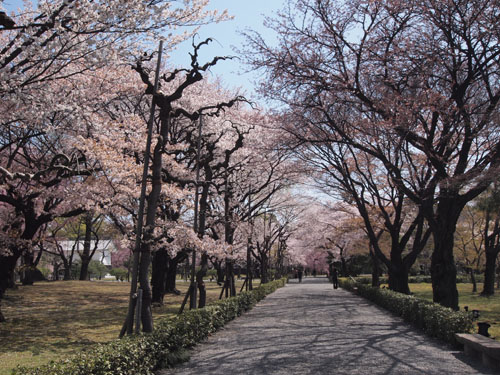 二条城の桜