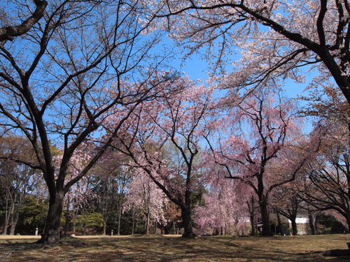 二条の桜