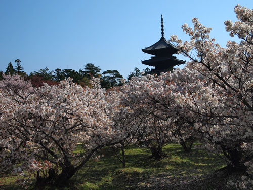 仁和寺の御室桜