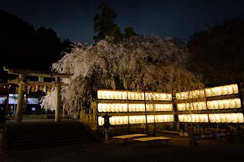 大石桜