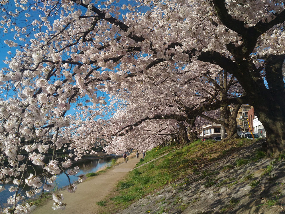 高野川