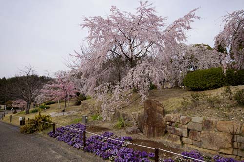 宇治市植物公園