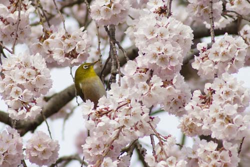 桜とメジロ