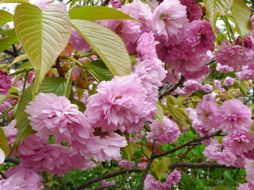 梅宮大社　八重桜