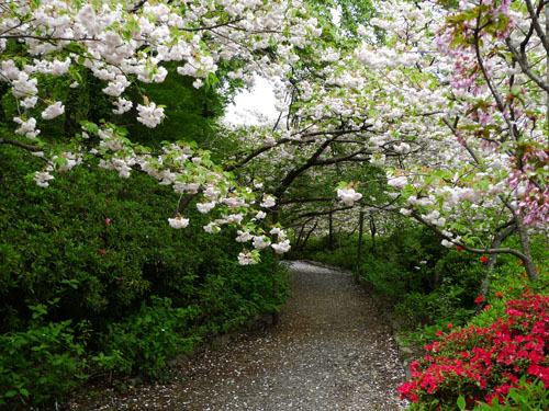 梅宮大社　八重桜