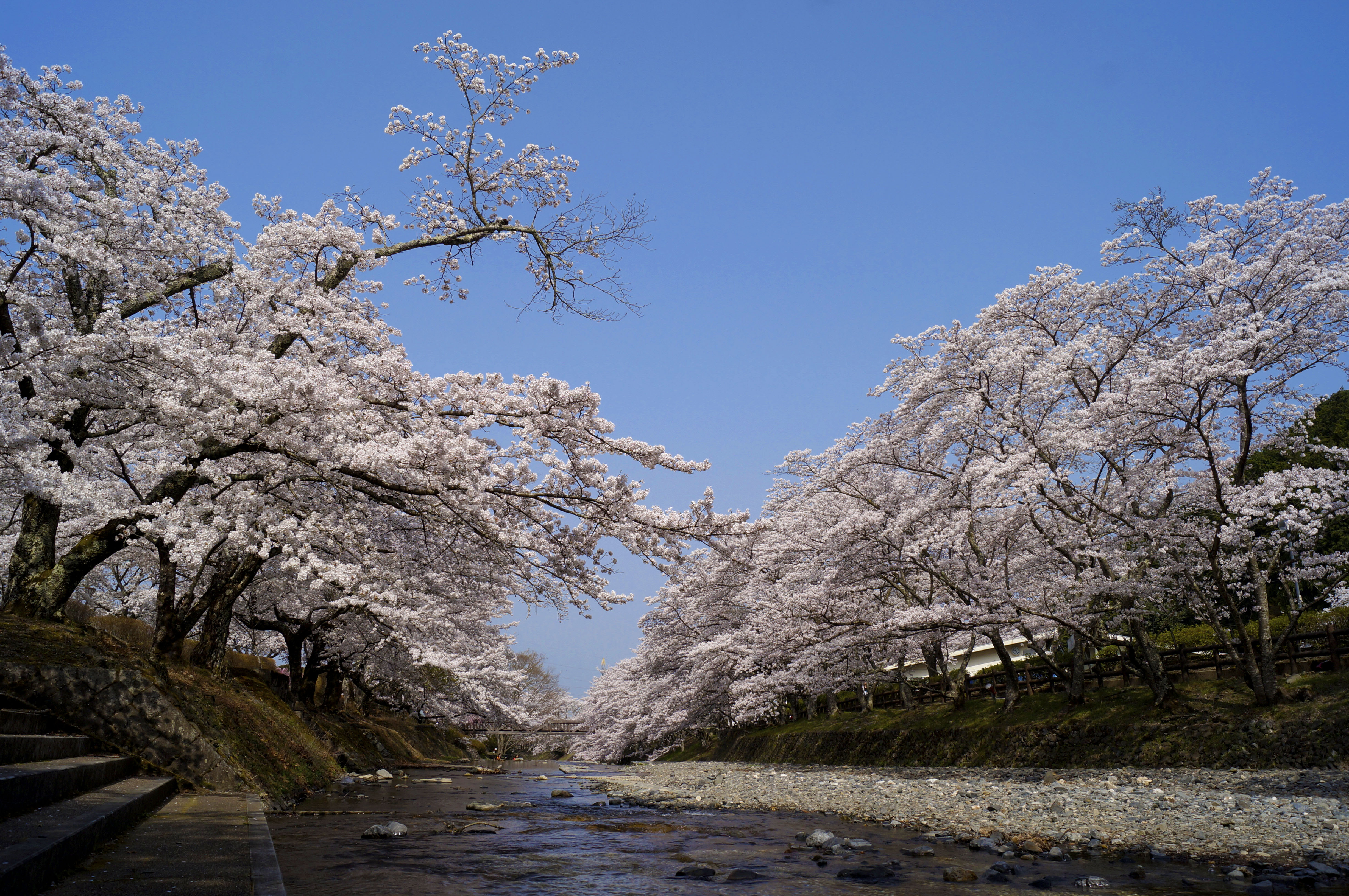 仁和寺の御室桜