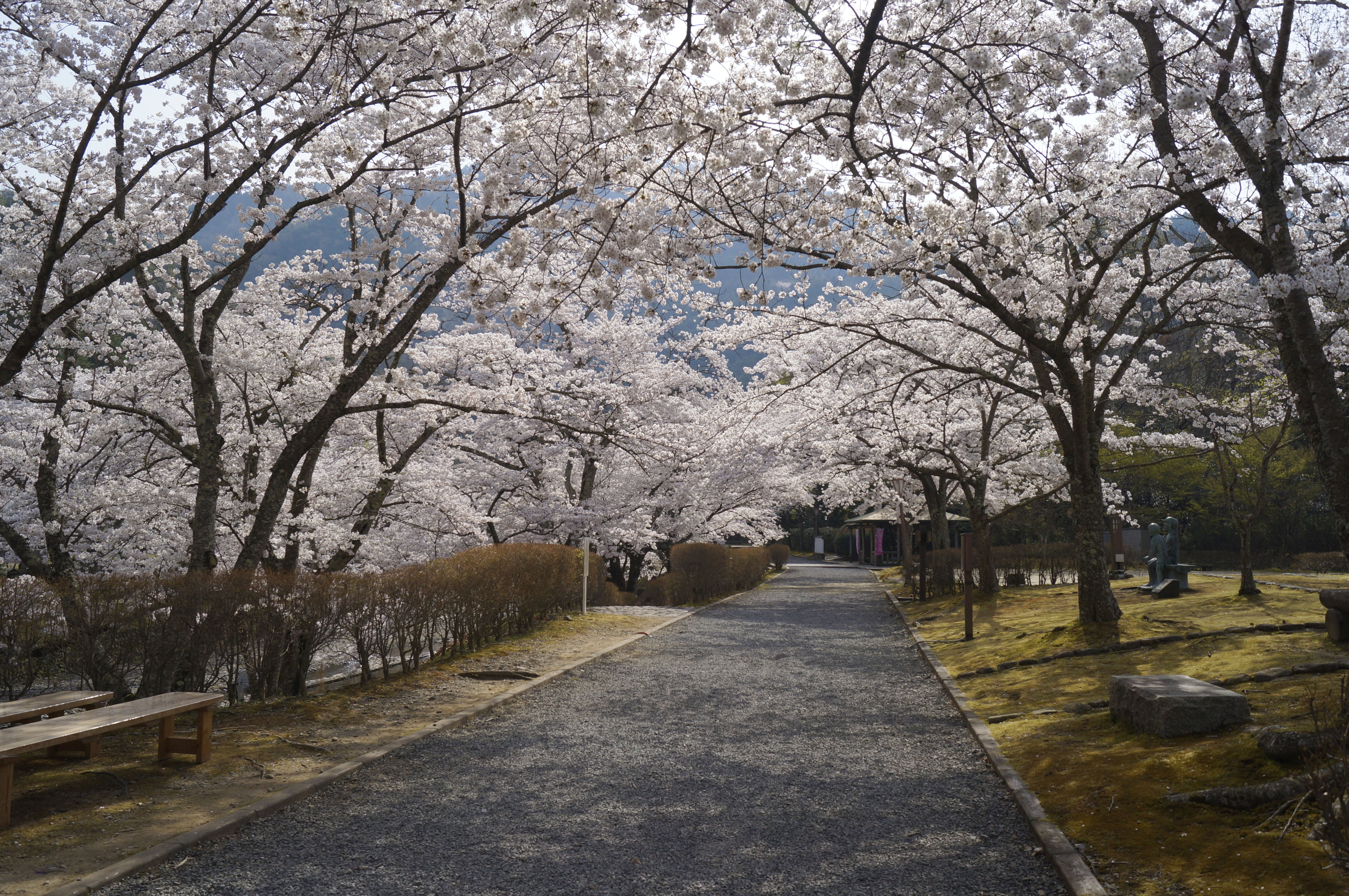 京都 亀岡 和らぎの道 遊歩道