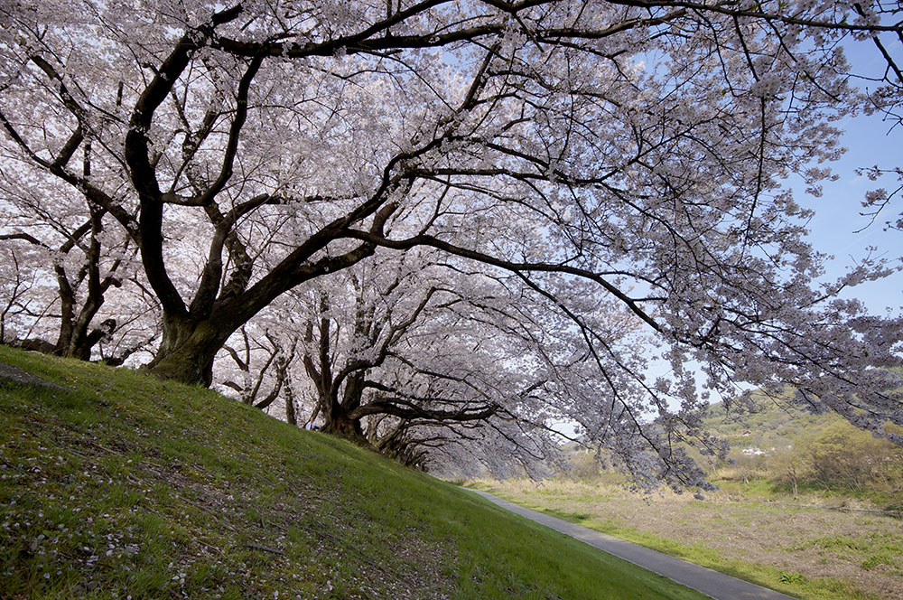 淀川背割堤　張り出す桜