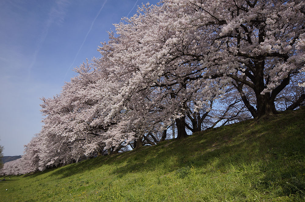 背割堤の桜