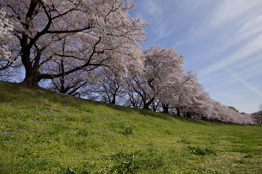 淀川背割堤