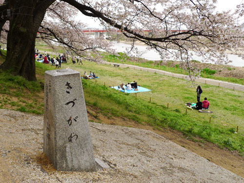 淀川背割堤　きづがわ