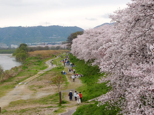 背割堤でお花見を楽しむ人々