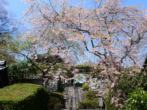 善峯寺 桜