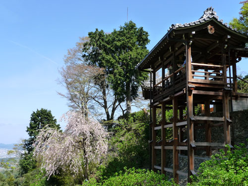 善峯寺 桜