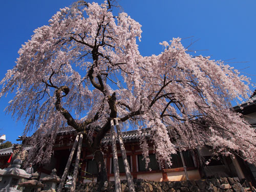 氷室神社の枝垂れ桜