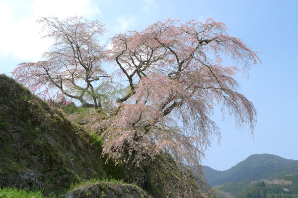 又兵衛桜