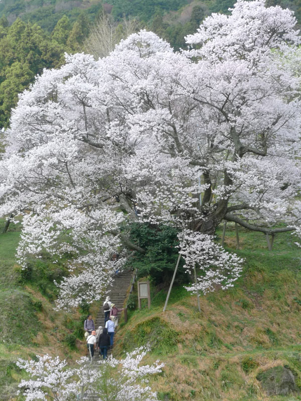 千年桜