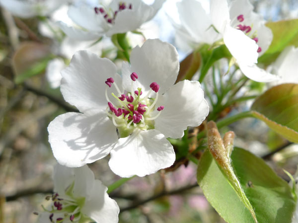 梨の花