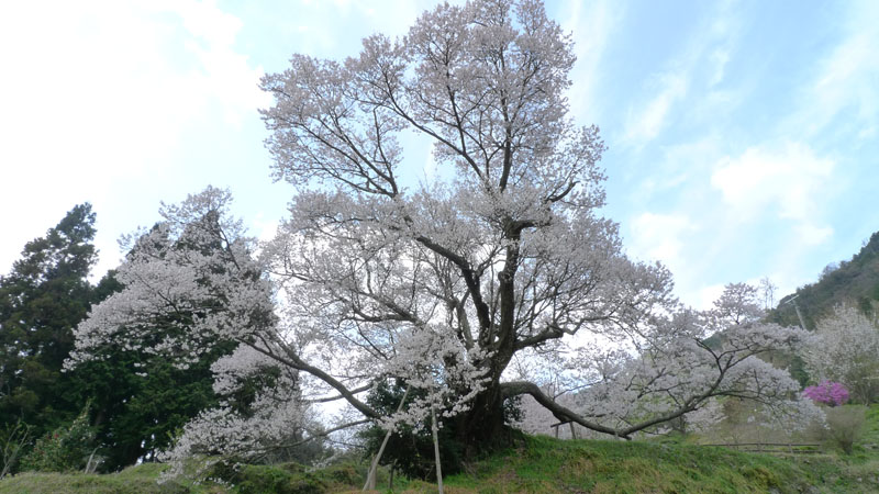 千年桜