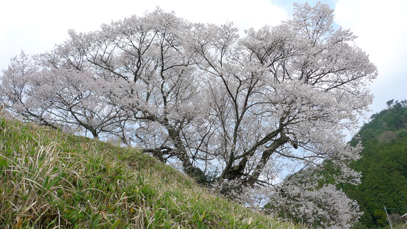 千年桜