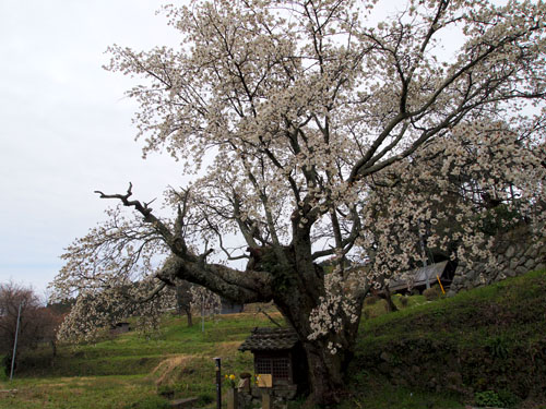 北向き地蔵の桜