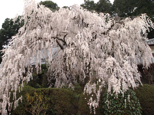 大野寺