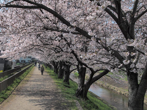 佐保川の桜並木