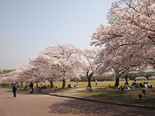 万博公園　芝生