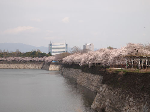 南外堀の桜