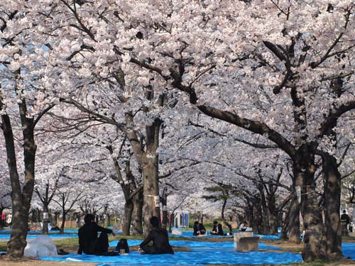 城南地区の桜